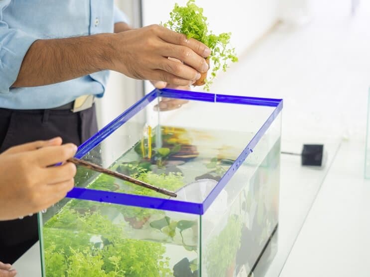 10 gallon tank