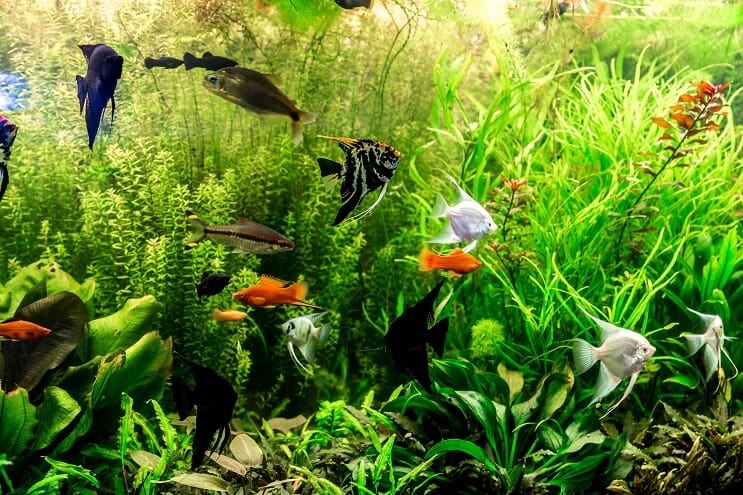 Forslag til 30 gallons akvarium