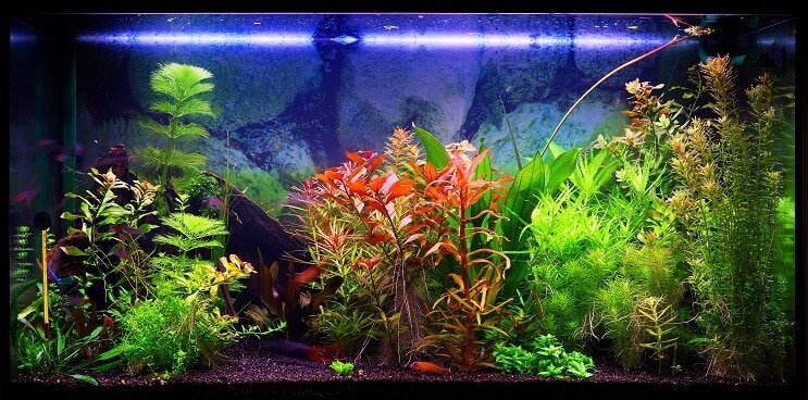 Valg af en 30 gallon tank