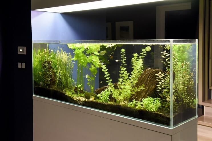 40 Gallon opsætningsideer
