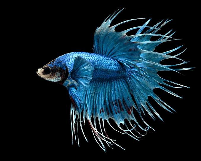 Oversigt over Bettas
