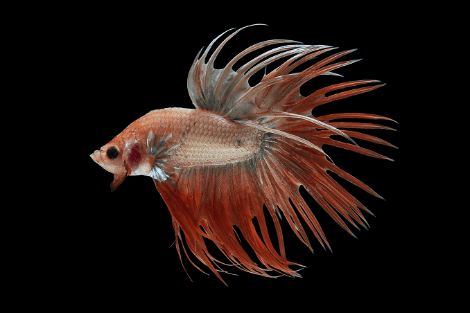 Opdræt af Bettas