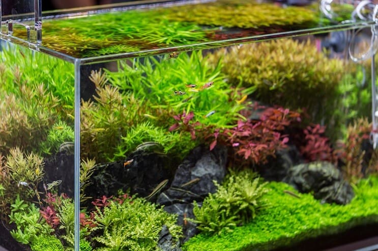20 gallon opsatte ideer
