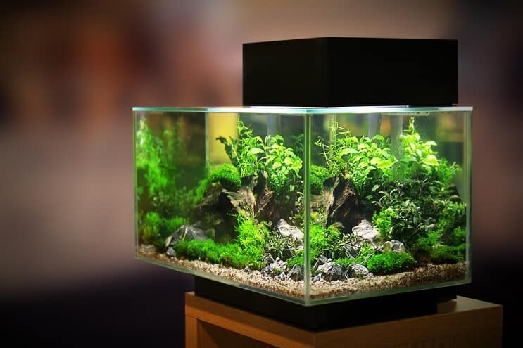 20 gallon akvarium
