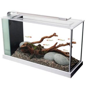 Bedste 5 gallon akvarium