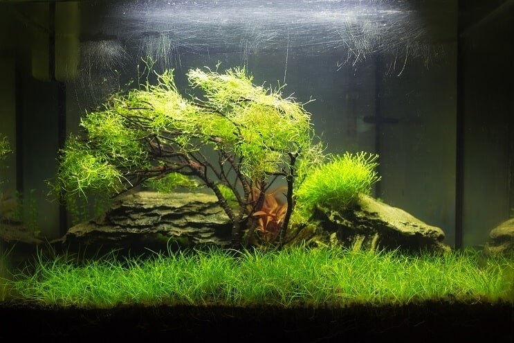 Nano plantet tank