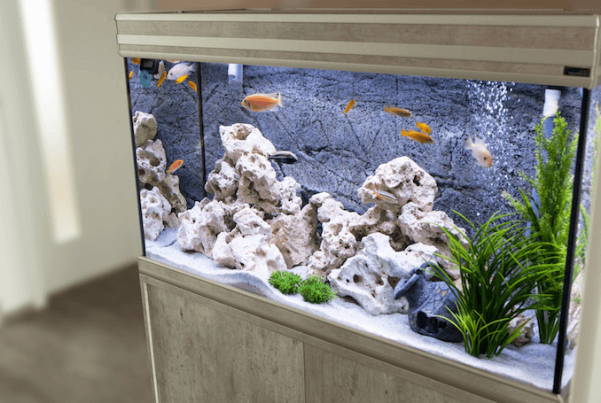 Akvarium med cichlider