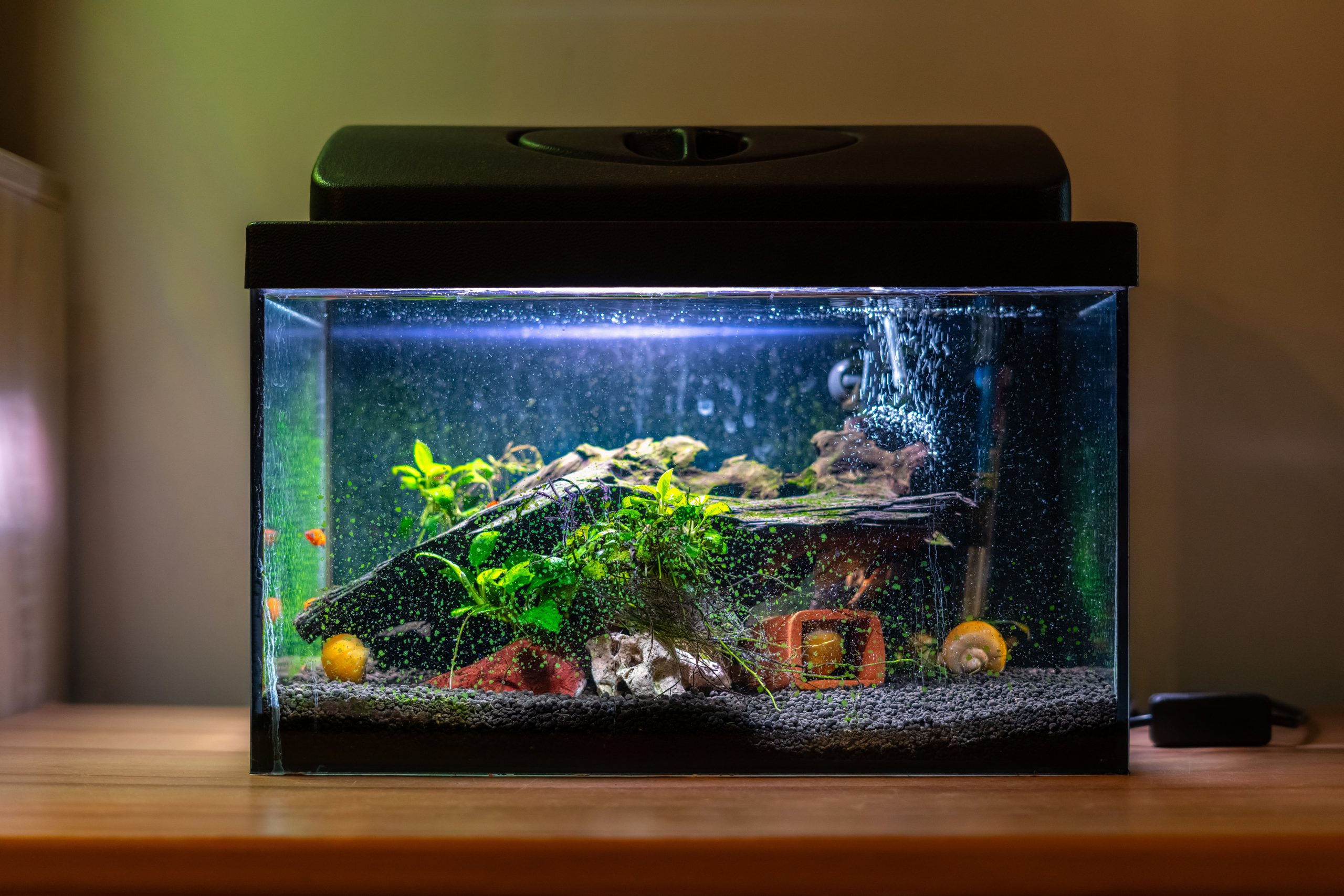 Sådan bygger du en akvarium