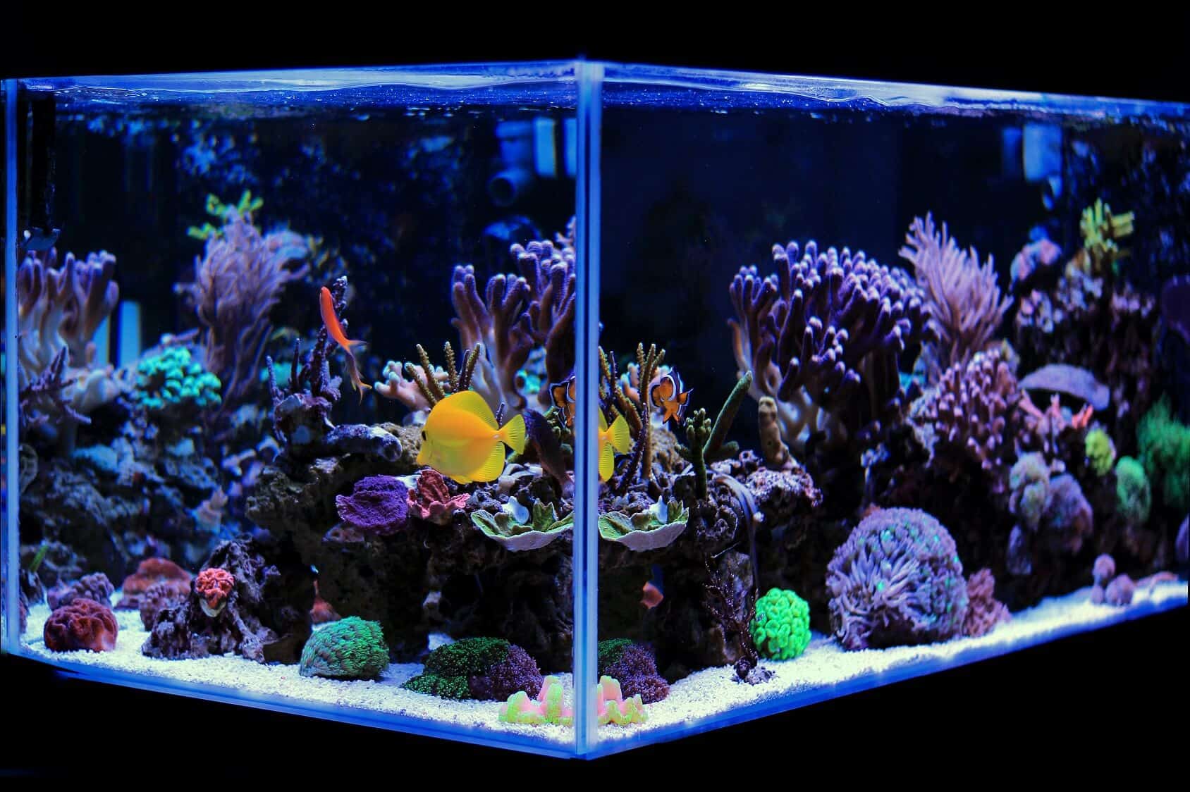 Bedste 20 gallon lange akvarier (strømpeideer, udstyr og mere) Banner