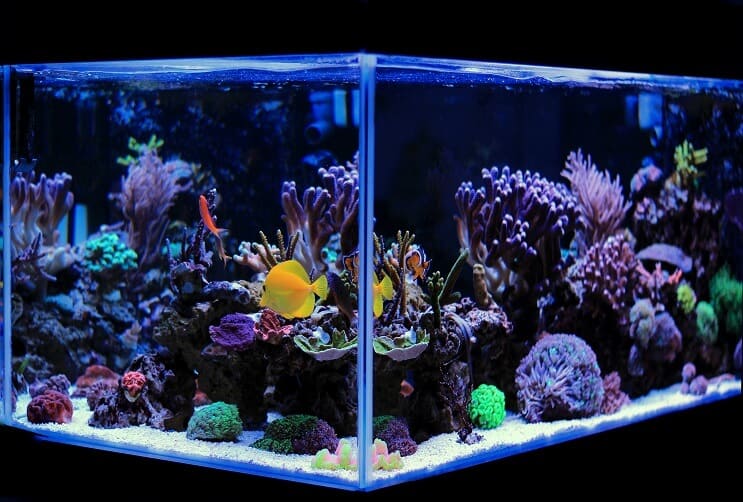 Saltvand akvarium