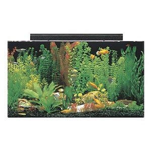 Mest overkommelige tank på 50 gallon