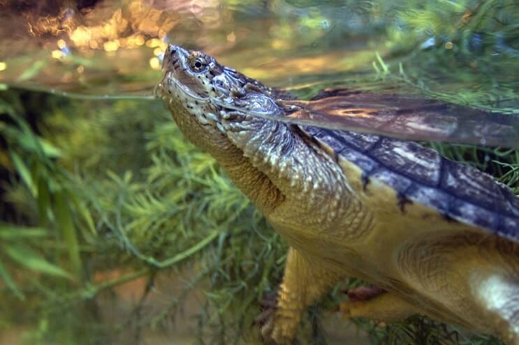 Skildpadde