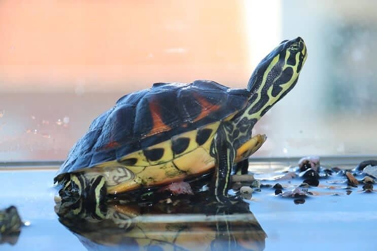 Skildpadde i tanken