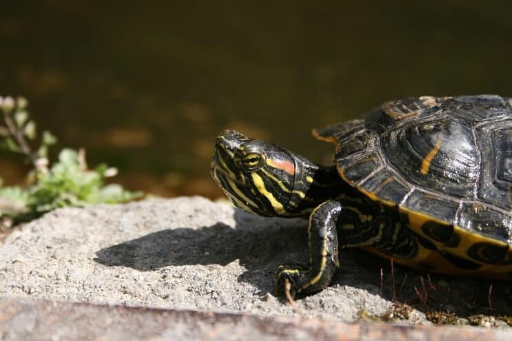 Skildpaddebelysning