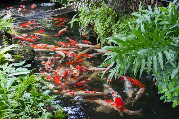 Koi Dam