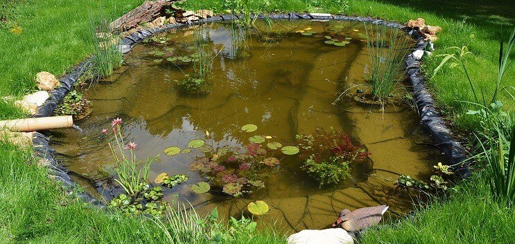 Plantning af dammen