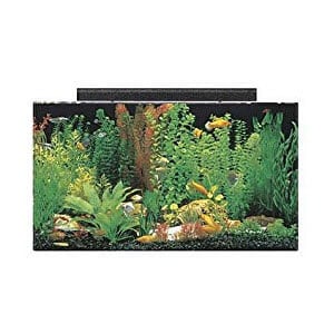 Den perfekte Cichlid-tank