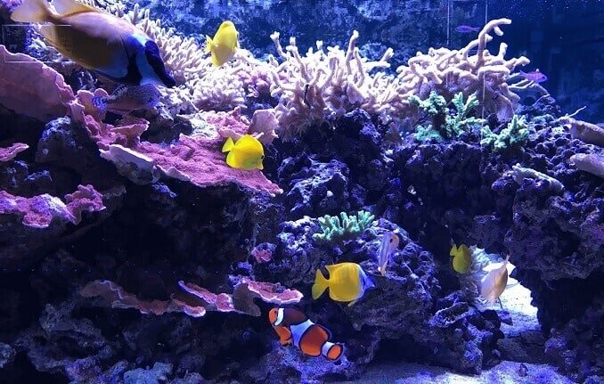 Stort offentligt akvarium