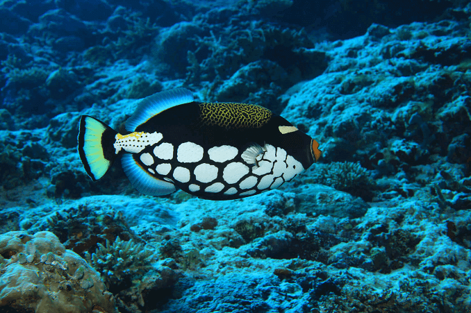 Klovn Triggerfish