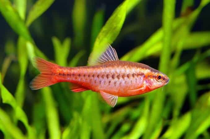 Kirsebær Barb