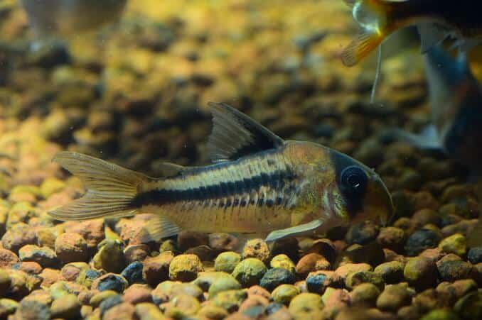 Corydoras havkat