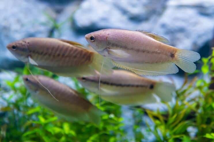 Slangeskind Gourami