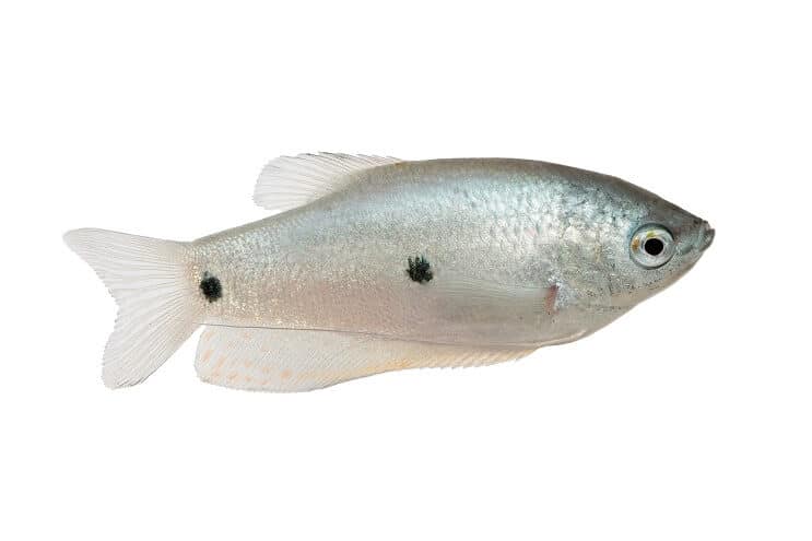 Tre spot gourami
