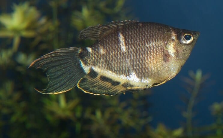 Chokolade Gourami