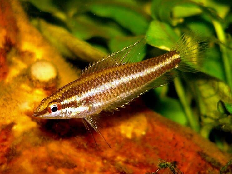 Lakrids Gourami