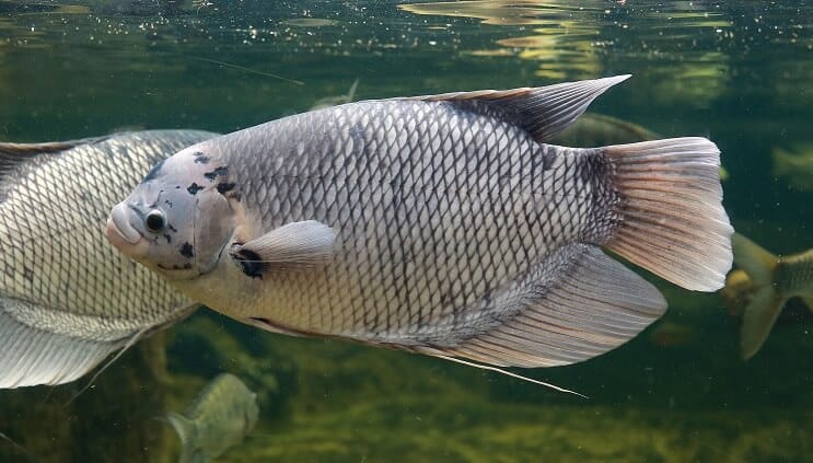 Kæmpe gourami