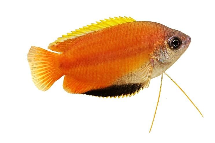 Honning Gourami