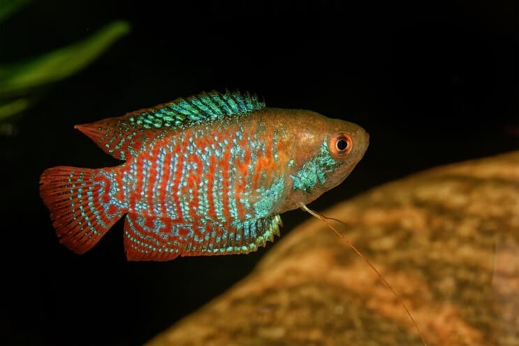 Dværg Gourami