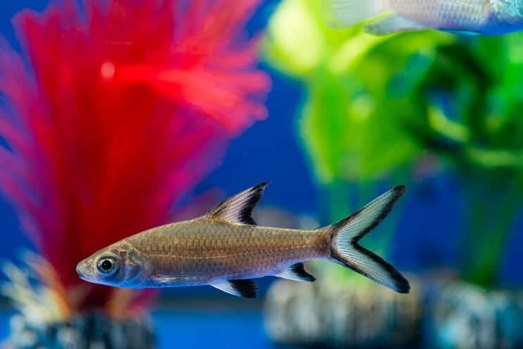 Bala Shark Tank betingelser