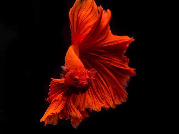 Betta Fish Udseende