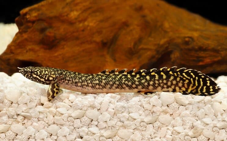Udsmykkede Bichir
