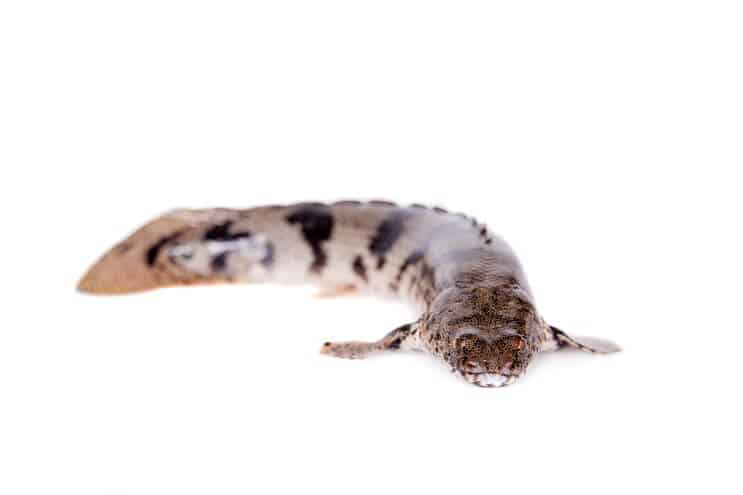Sadlet Bichir