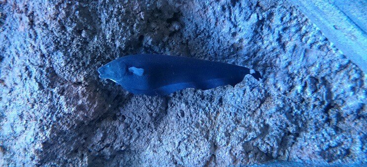 Ghost Knifefish Svømning