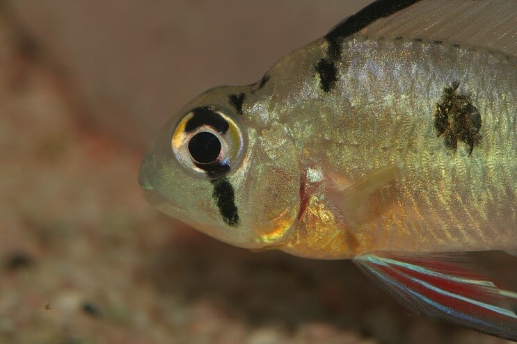 Boliviansk ram nærbillede