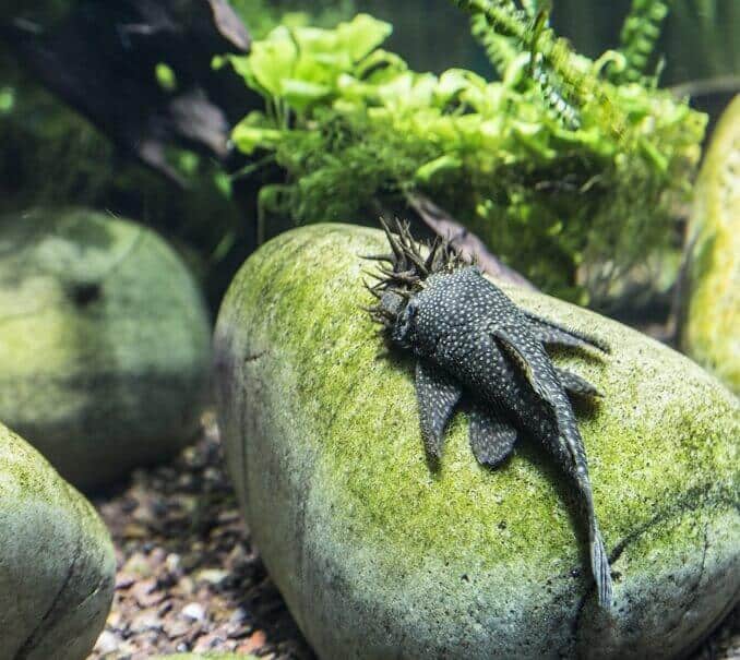 Bristlenose Pleco udseende
