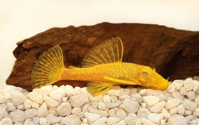 Golden Ancistrus