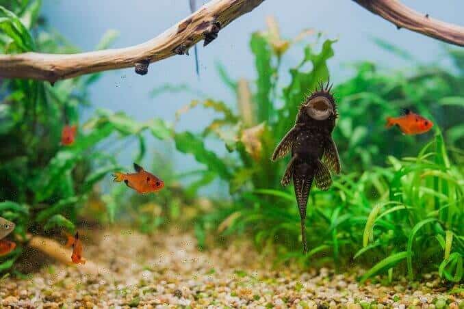 Bristlenose mandlig mand