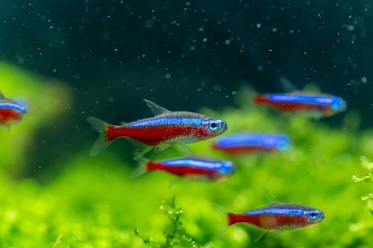 Cardinal Tetra Oversigt