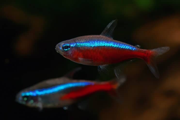 Kardinal Tetra Tank Mates