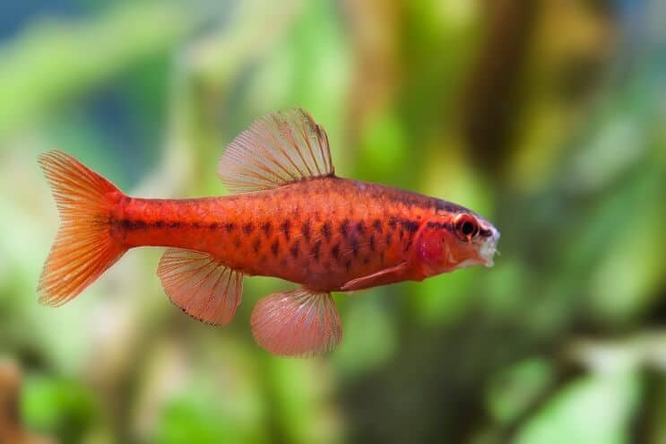 Kirsebær Barb