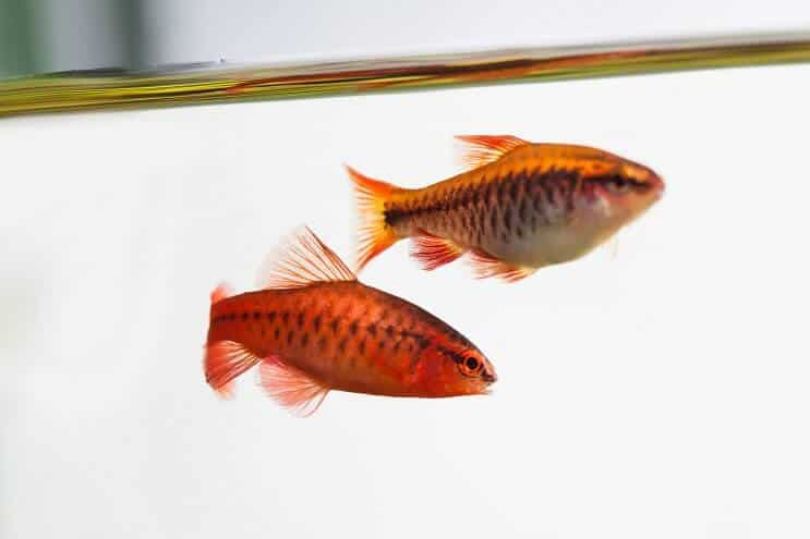 Cherry Barb Udseende