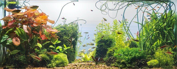 Cherry Barb Tank betingelser