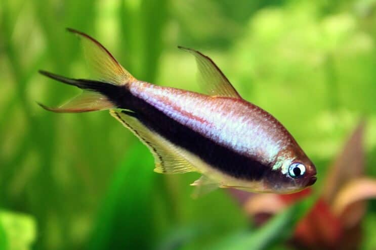 Kejser Tetra