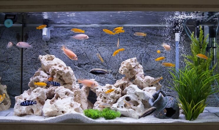 Cichlider i et akvarium