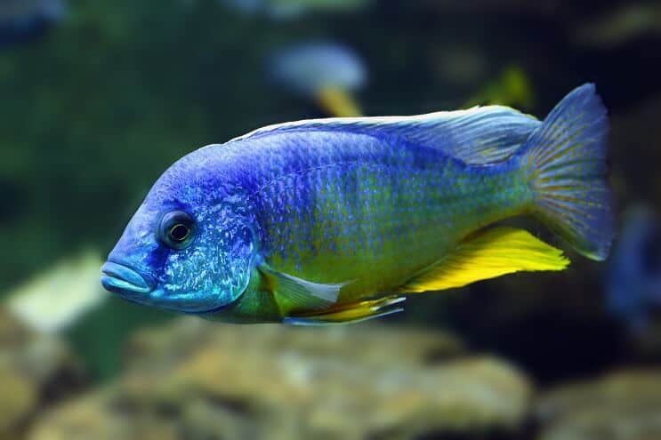 Påfuglcichlid