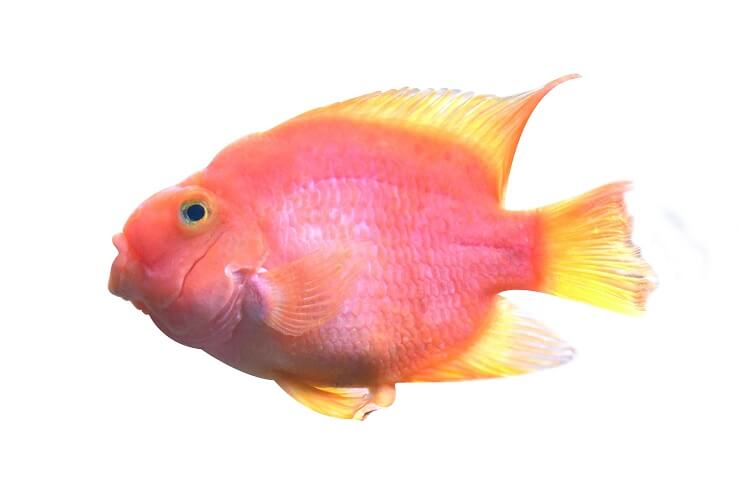 Blod papegøje cichlid udseende